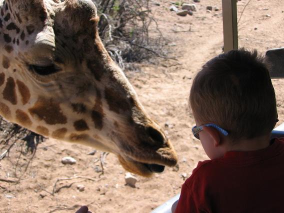 Anthony and the Giraffe