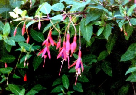 Fuschia