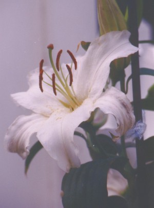 Oriental Lily 