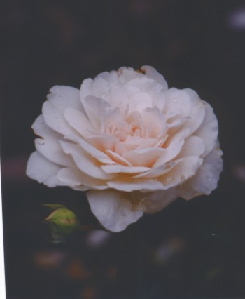 Sombreuil