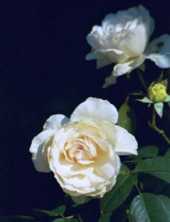 Sombreuil