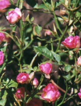 Pink Teacup Mini