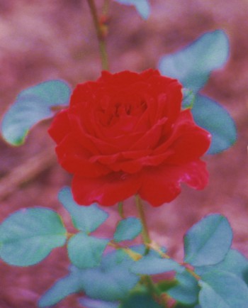 Velvet Fragrance